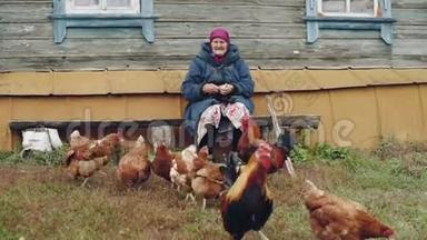 老奶奶喂村鸡.